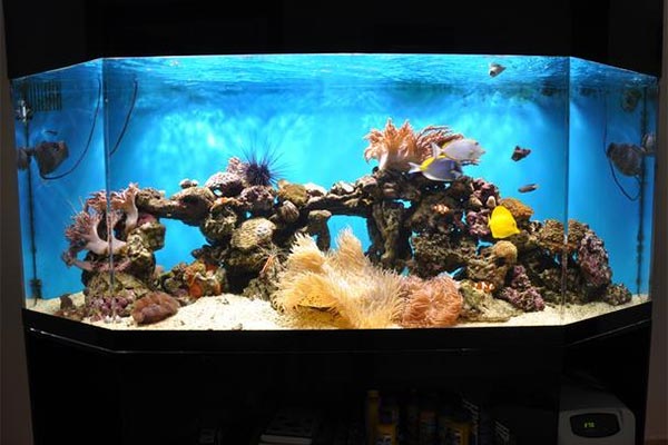 acrylic-fish-tank-004