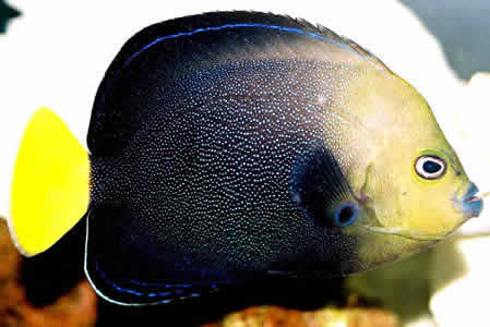 Fish Stock – Acrylic Aquariums UK Ltd