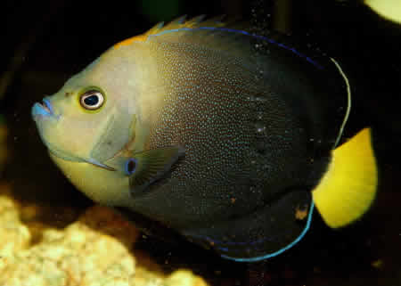 Fish Stock – Acrylic Aquariums UK Ltd