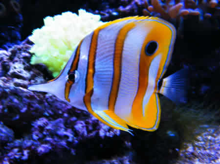 COPPERBAND_BUTTERFLY_FISH