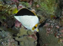 TINKERS_BUTTERFLY_FISH_2