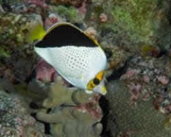 TINKERS_BUTTERFLY_FISH_2